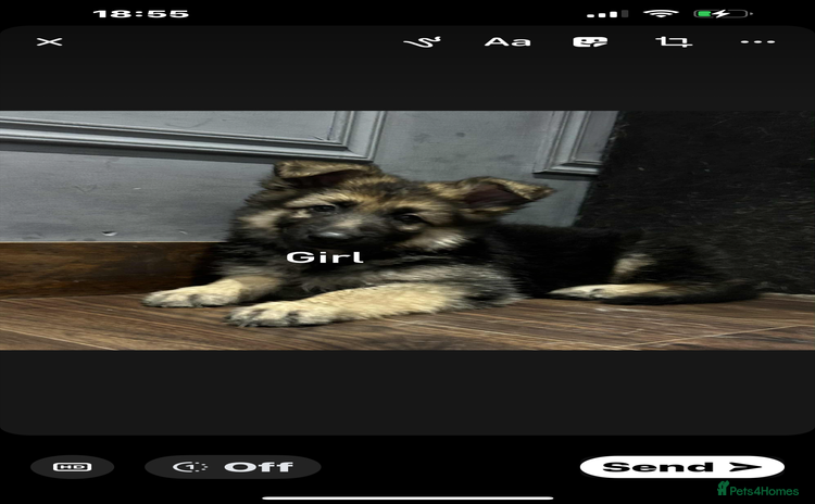 German Shepherd dogs - Advert 11