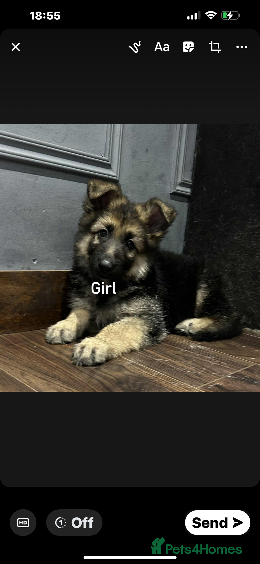 German Shepherd dogs for sale: Pure breed German shepherd puppy girl - Image 1