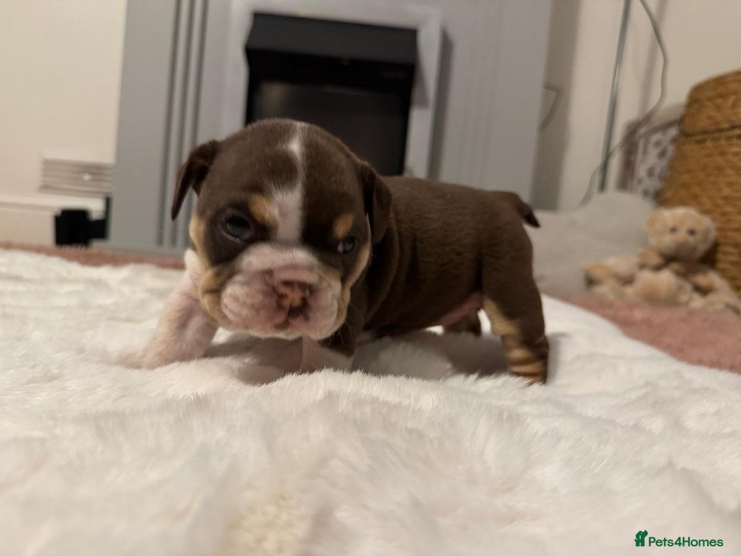English Bulldog dogs for sale: 💖 5 Adorable English bulldog puppies 💖 - Image 21
