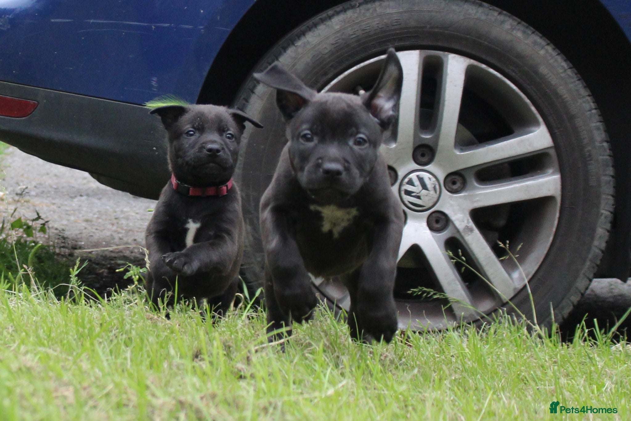 Mixed Breed dogs BULL HERDERS REDUCED - Advert 2