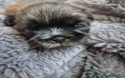 Shih Tzu dogs for sale: ✨ Beautiful Shih Tzu Puppies for Sale ✨ - Image 14
