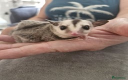Sugar Glider rodents for sale: Breeding pair of  sugar gliders ready 13th sept   - Image 14