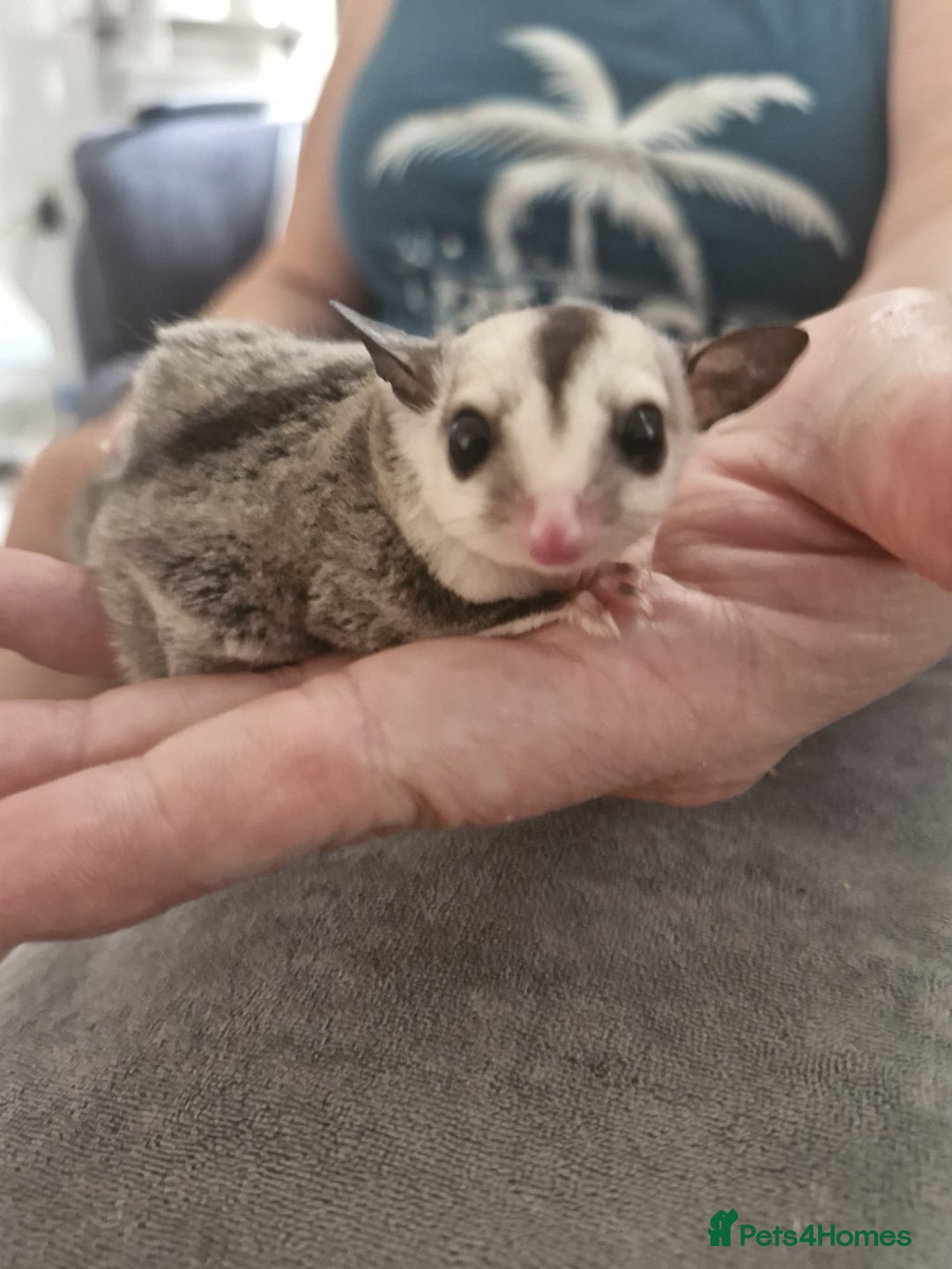 Sugar Glider rodents for sale: Breeding pair of  sugar gliders ready 13th sept   - Image 14