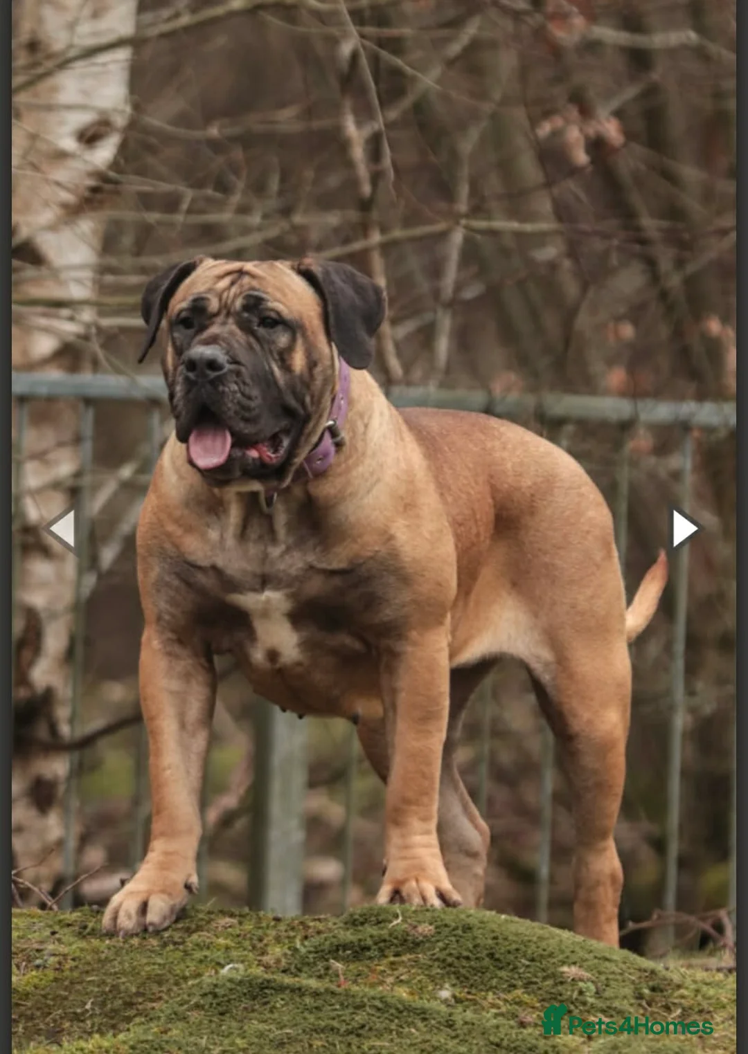 Presa Canario dogs for sale: Presa Canario Female  - Advert 4