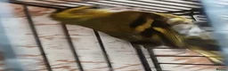 Finches birds for sale: Siskin males Siskin males  - Advert 7