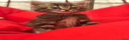 Mixed Breed cats for sale: 🐾 6 Beautiful Bengal × British Longhair Kittens🐾 - Advert 37