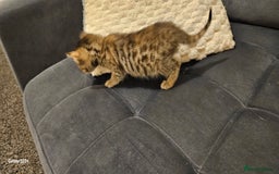 Mixed Breed cats for sale: 5 Bengal x Kittens–Glitter Coats,Beautiful Colours - Advert 25