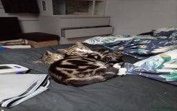 Domestic Shorthair cats for sale: Brother cats for sale - Advert 6