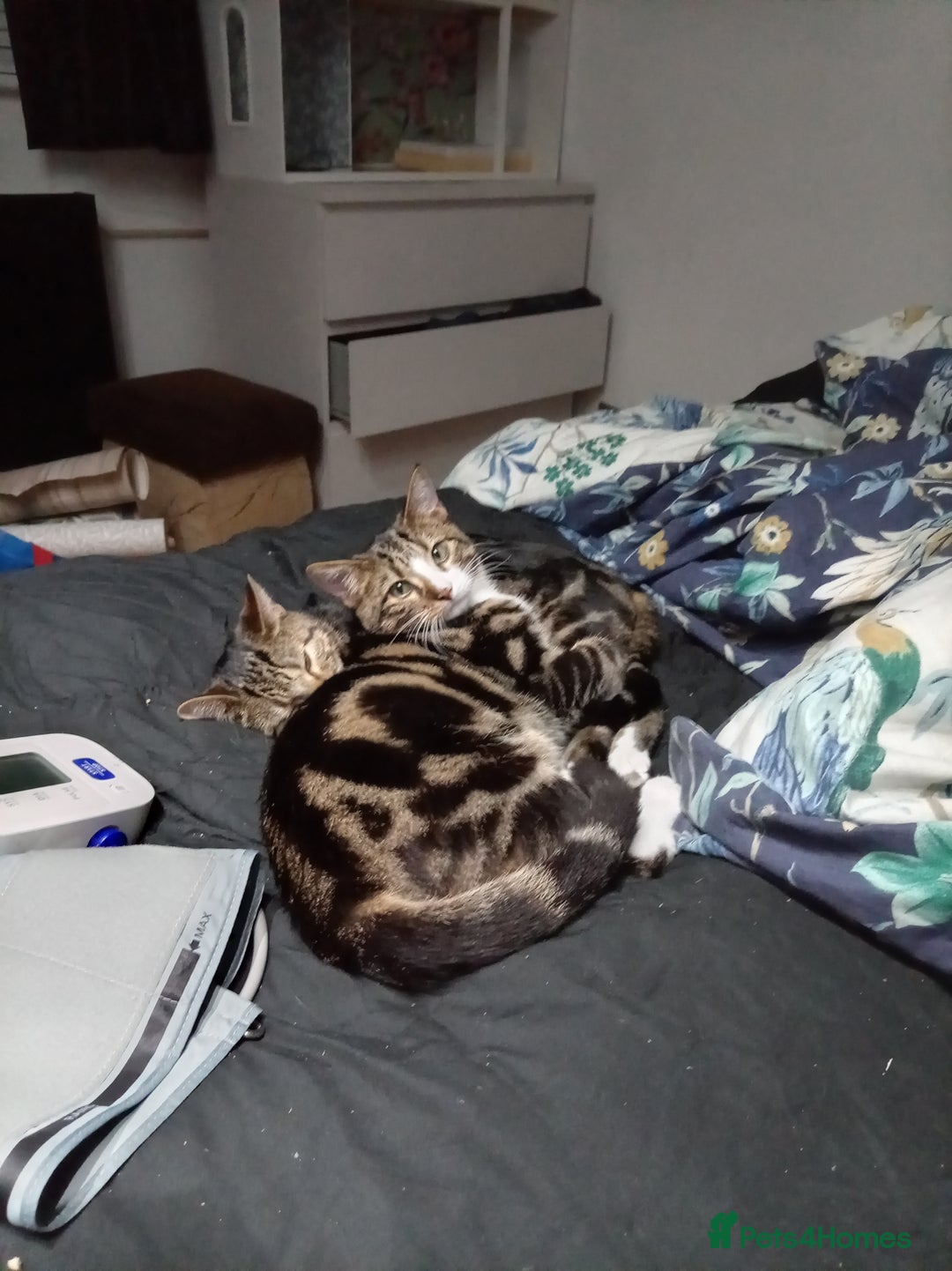 Domestic Shorthair cats for sale: Brother cats for sale - Advert 6