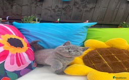 British Shorthair cats for sale: GCCF Outstanding British Short Hair kitten  - Image 32