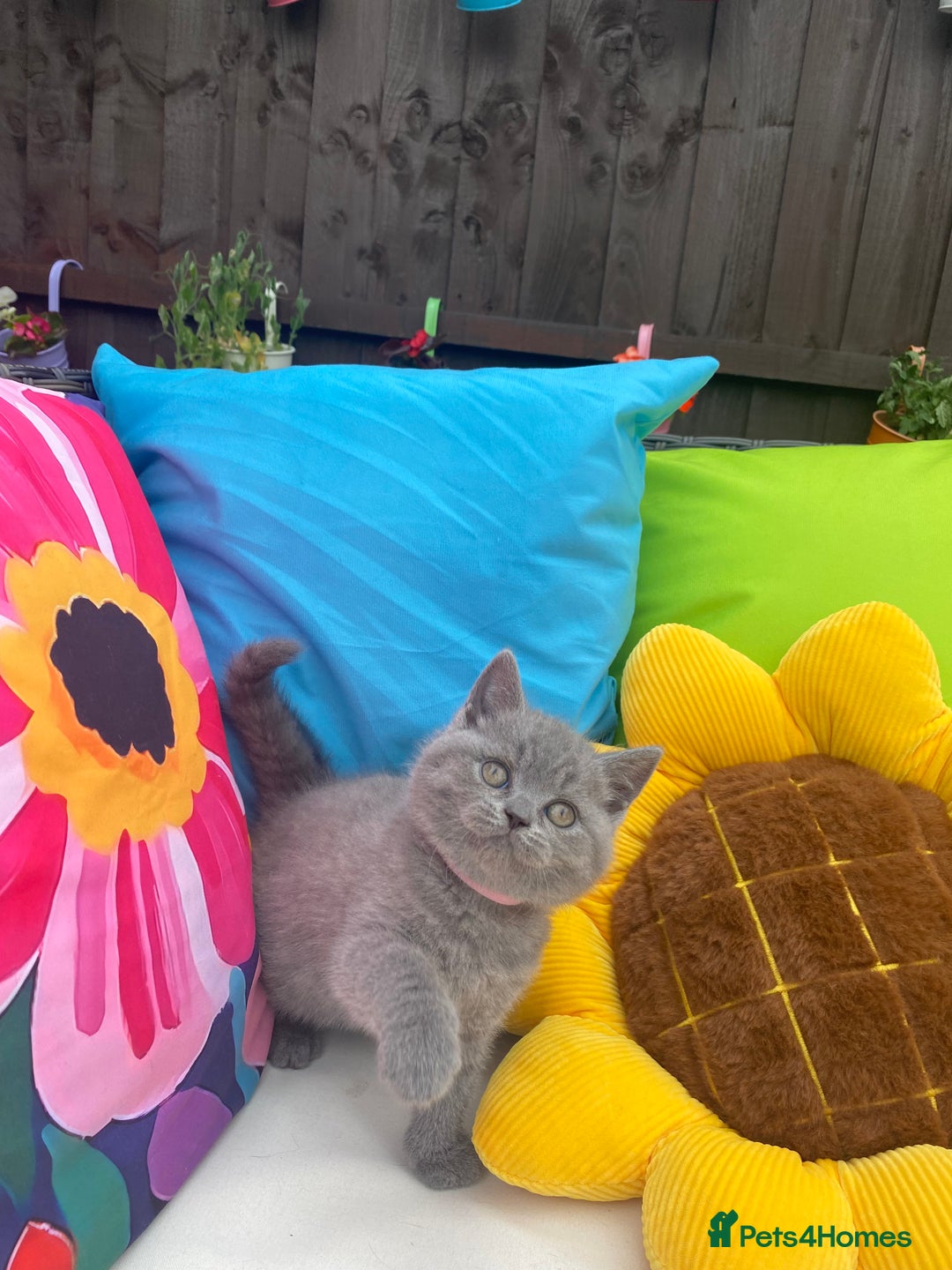 British Shorthair cats for sale: GCCF Outstanding British Short Hair kitten  - Image 32