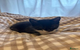 British Shorthair cats for sale: Beautiful Bengal x Calico Kittens - Image 21