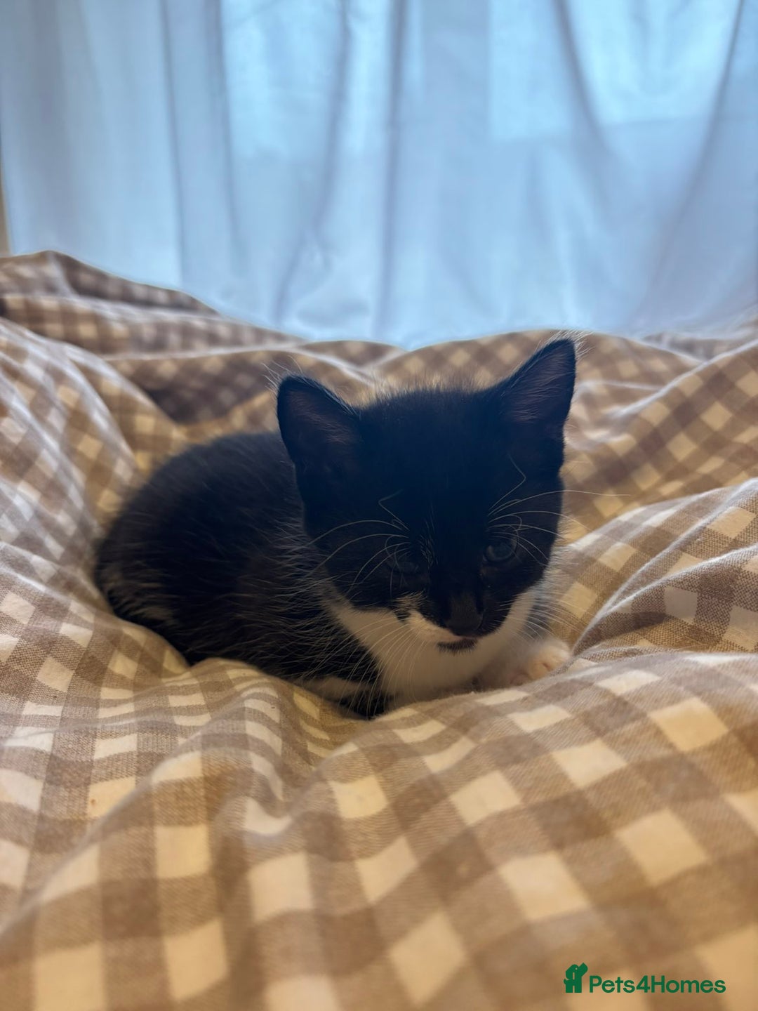 British Shorthair cats for sale: Beautiful Bengal x Calico Kittens - Image 21