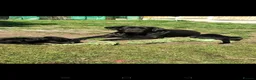 Cane Corso dogs for sale: Cane Corso puppies ready to leave now - Advert 11