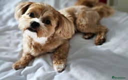 Maltese dogs for sale: Maltipoo Gorgeous Girl  - Image 11