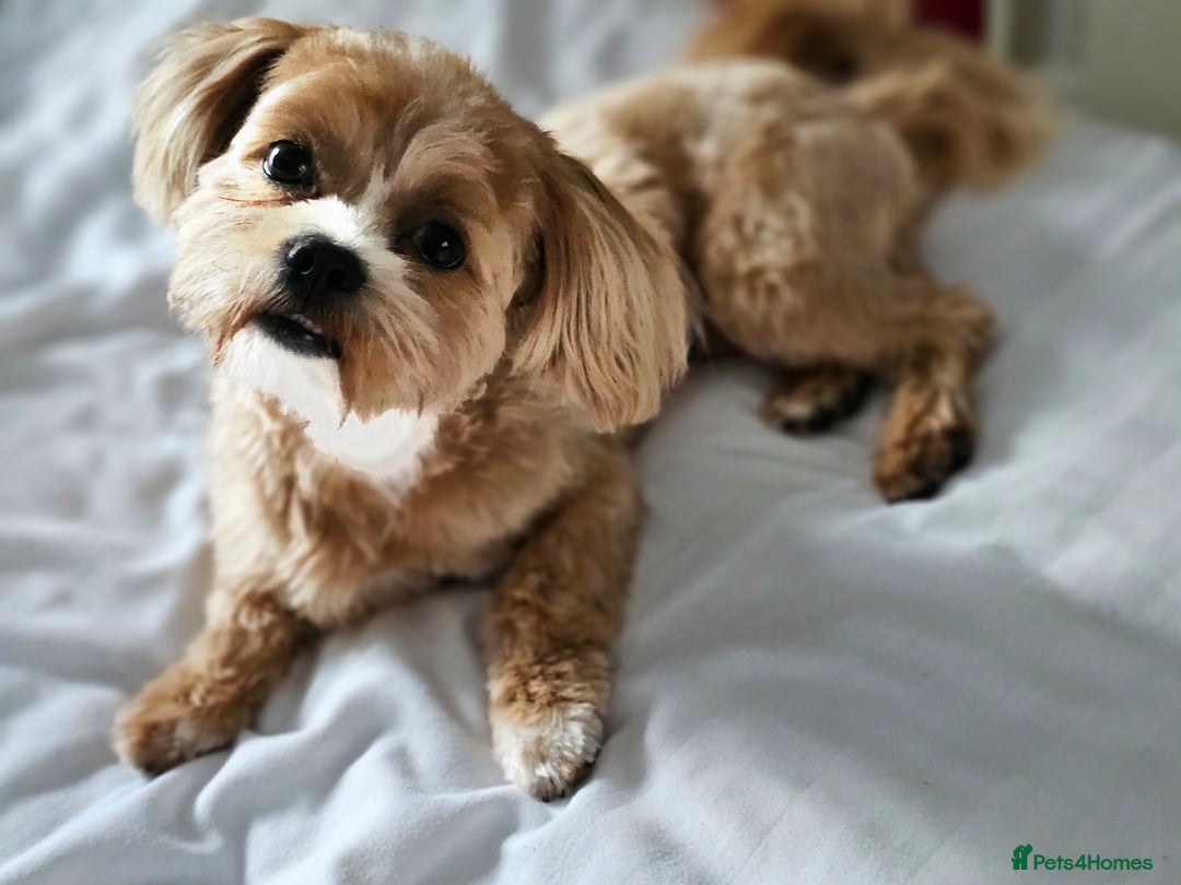 Maltese dogs for sale: Maltipoo Gorgeous Girl  - Image 11