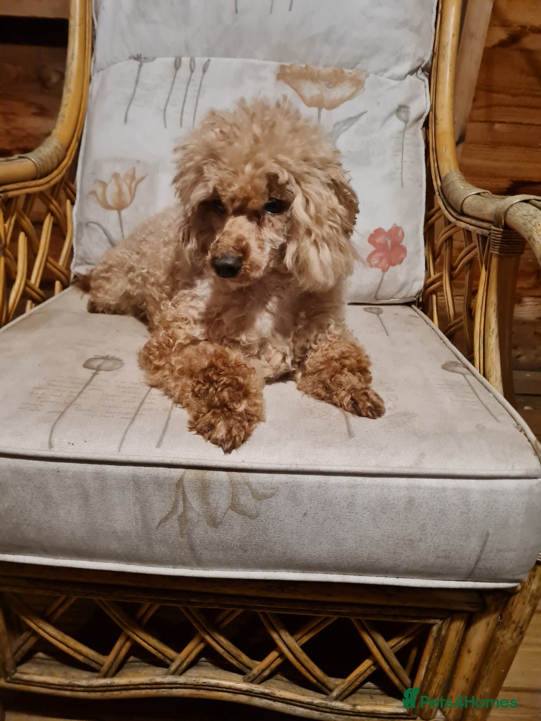 Toy Poodle dogs for sale: Ginger needs a new home!!  - Advert 3