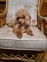 Toy Poodle dogs Ginger needs a new home!! - Advert 4