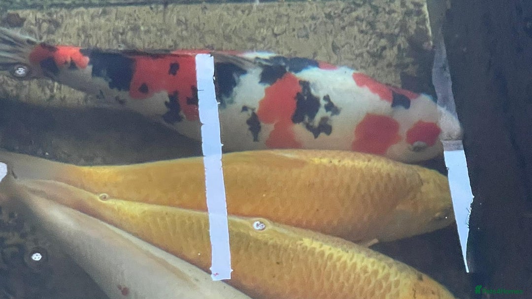 Koi Carp fish for sale: Several equisite koi for sale - Advert 4