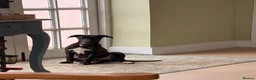Whippet dogs for sale: Beautiful KC Whippet Puppies - Advert 10