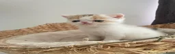 Exotic cats for sale: Gorgeous GCCF reg. kittens from Champions parents  - Advert 27