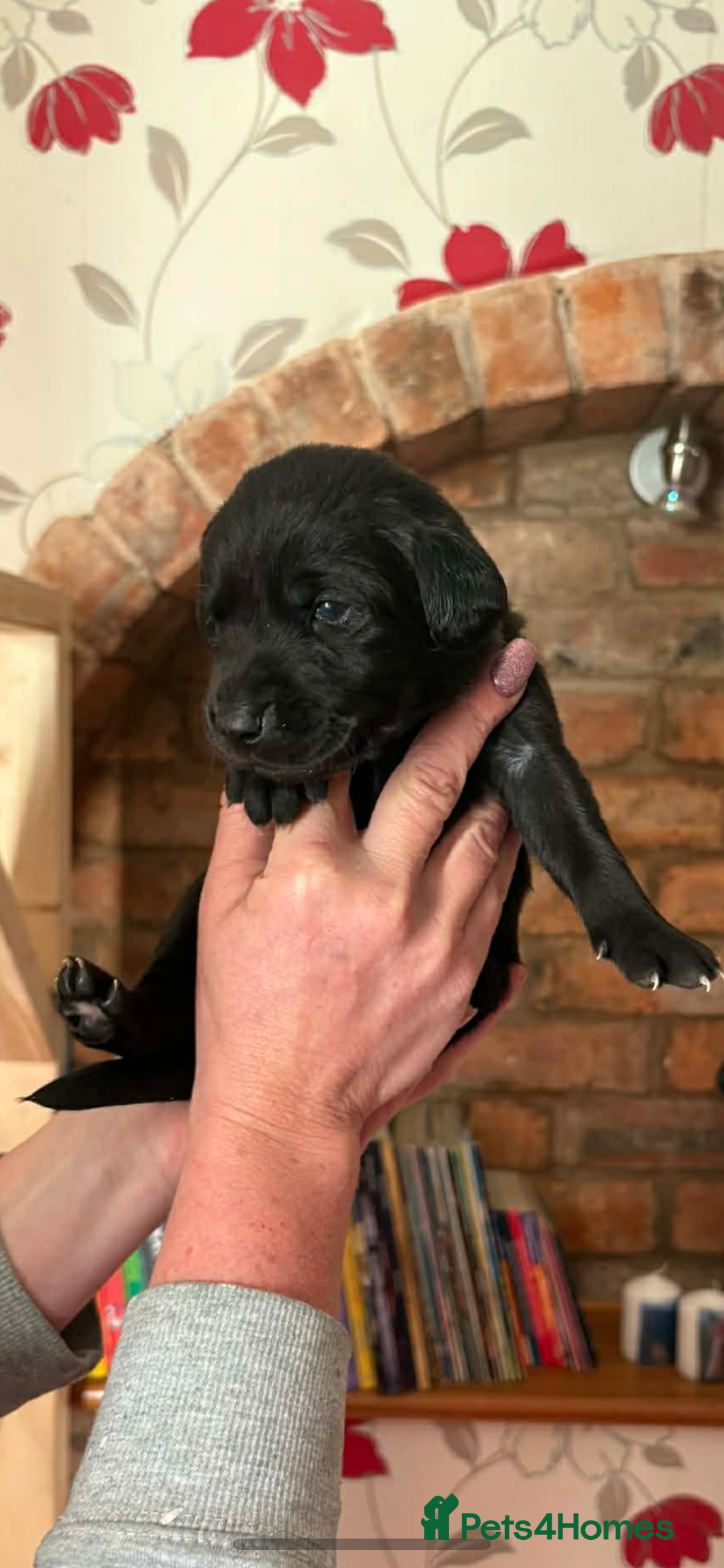 Labrador Retriever dogs for sale: Labrador puppies for sale  - Advert 6