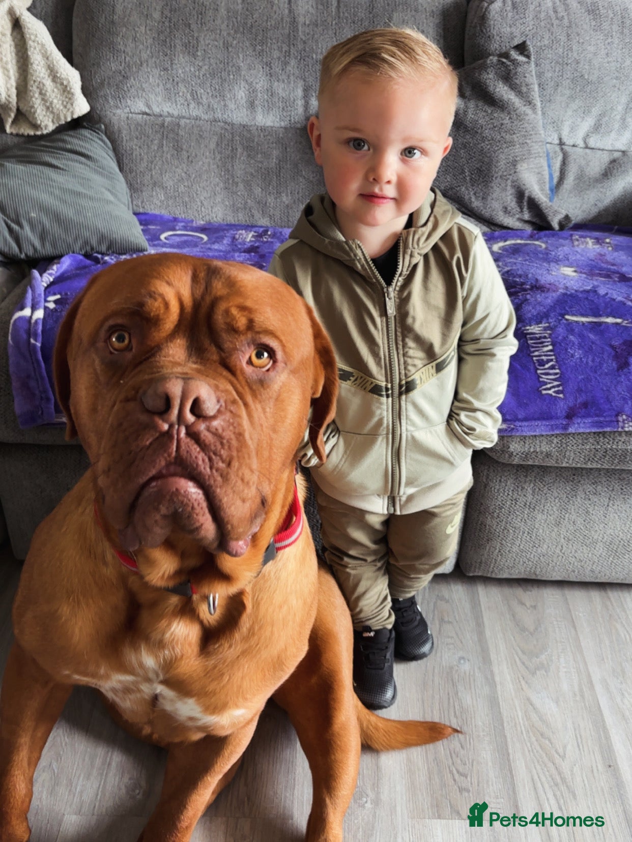 Dogue De Bordeaux dogs for sale: Beautiful big boy  - Advert 14