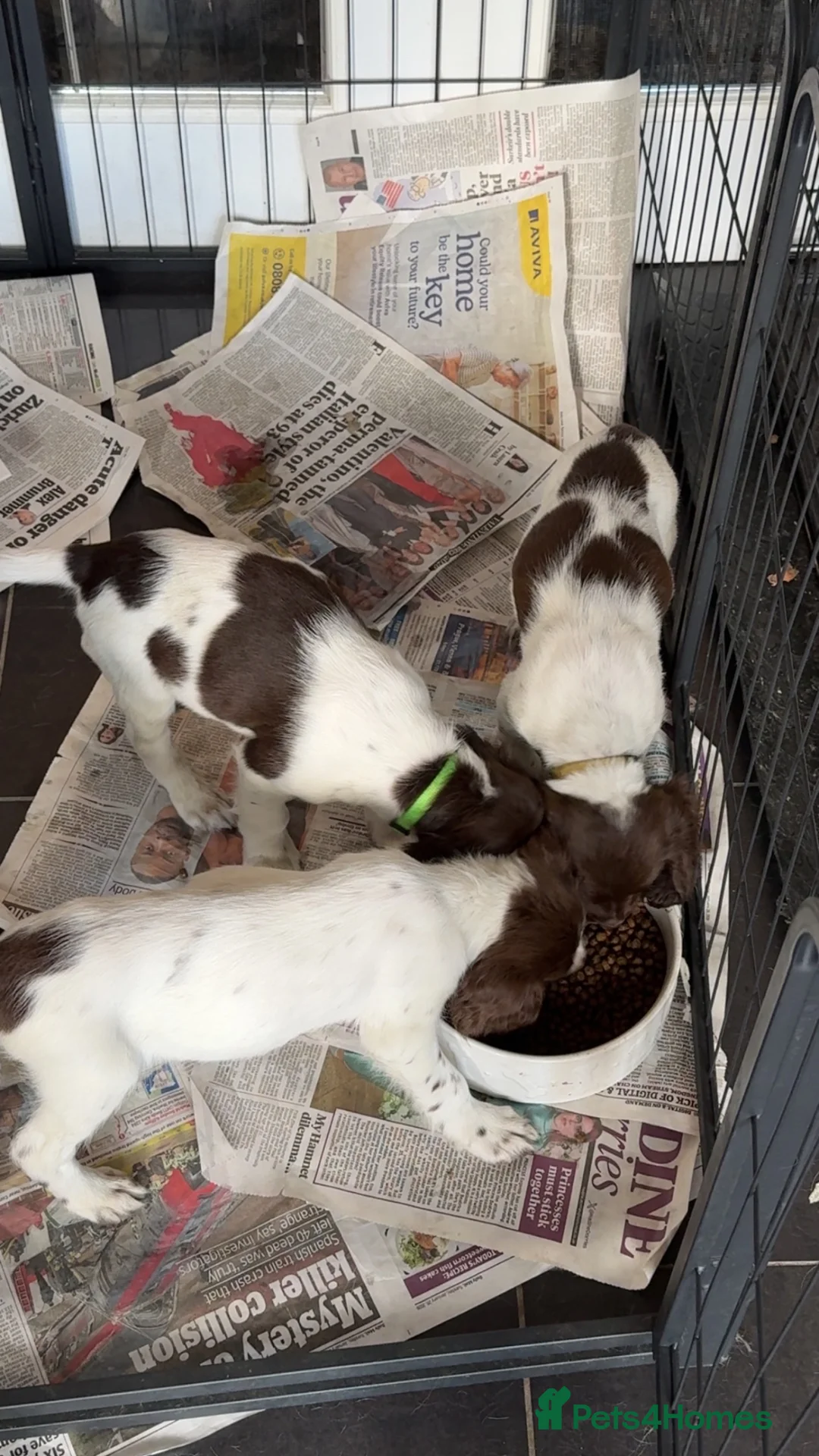 English Springer Spaniel dogs for sale: One Male Puppy Available  - Advert 14
