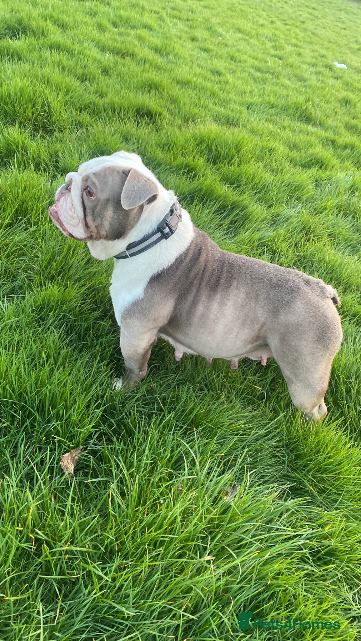 English Bulldog dogs New advert! Must be right home £150 rehoming fee  - Advert 9