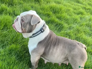 English Bulldog dogs New advert! Must be right home £150 rehoming fee - Advert 9