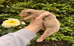 Olde English Bulldogge dogs for sale: RAINBOW OLD ENGLISH LITTER !!! - Image 7