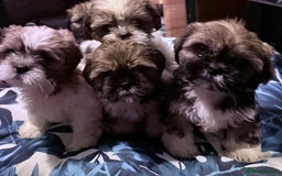 Shih Tzu dogs for sale: Adorable Shih Tzus waiting for their perfect match - Image 1