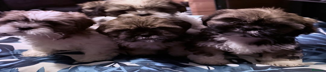 Shih Tzu Puppy 4