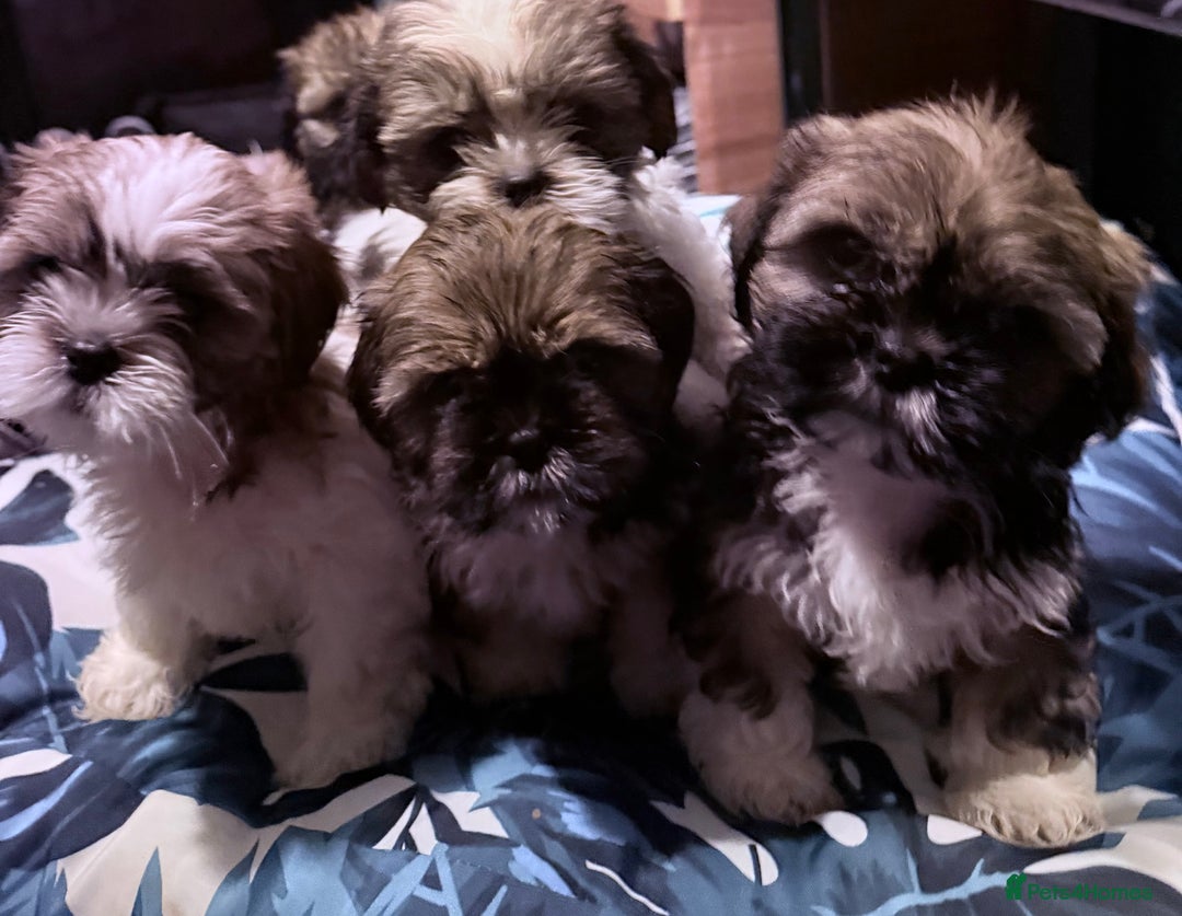 Shih Tzu dogs for sale: Adorable Shih Tzus waiting for their perfect match - Image 1