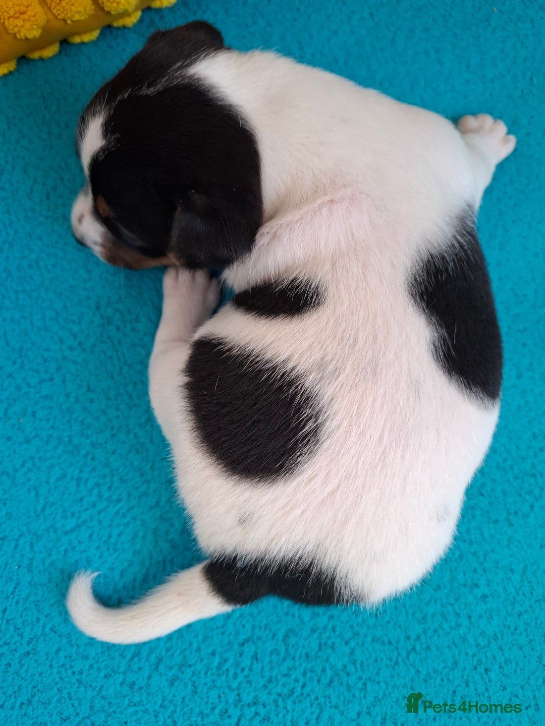 Jack Russell dogs for sale: Quality pure bred  Jack Russel babies  - Advert 7