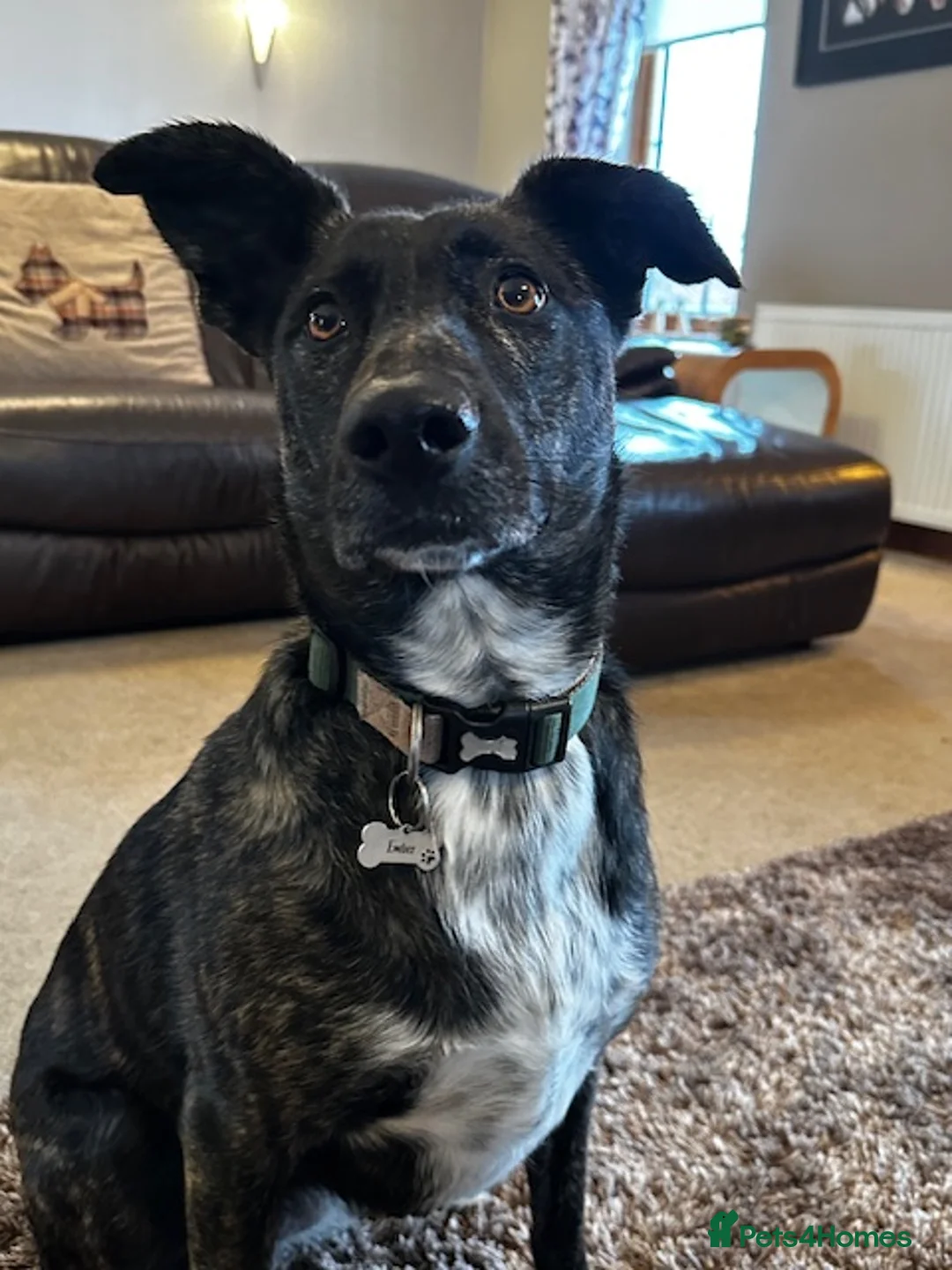 Mixed Breed dogs for adoption: Ember is a 4.5 year old Belgian mali x GSD in Aberdeen - Advert 3