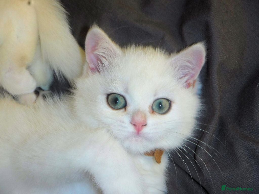 British Shorthair cats READY NOW 2 GCCF Regd Golden Shaded/Tipped BSH F - Advert 12