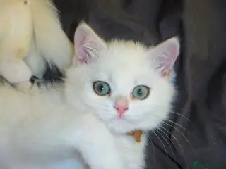 British Shorthair cats READY NOW 2 GCCF Regd Golden Shaded/Tipped BSH F - Advert 12