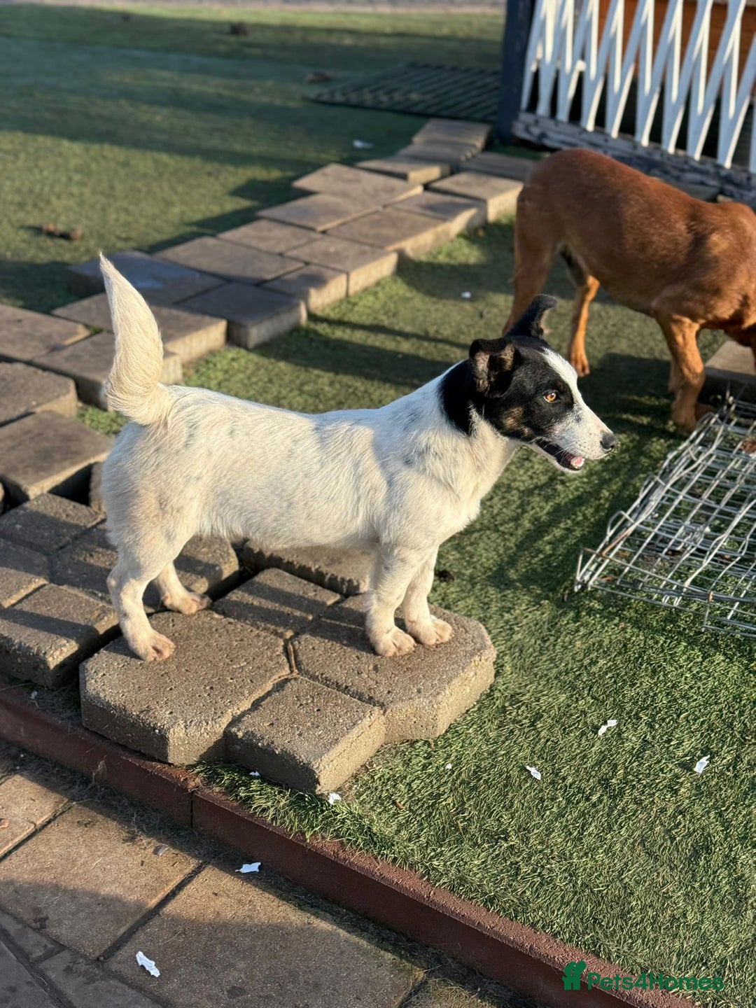 Mixed Breed dogs for adoption: Gorgeous little Andor looking for love - Advert 4