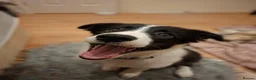 Border Collie dogs for sale: POPPY - Advert 4