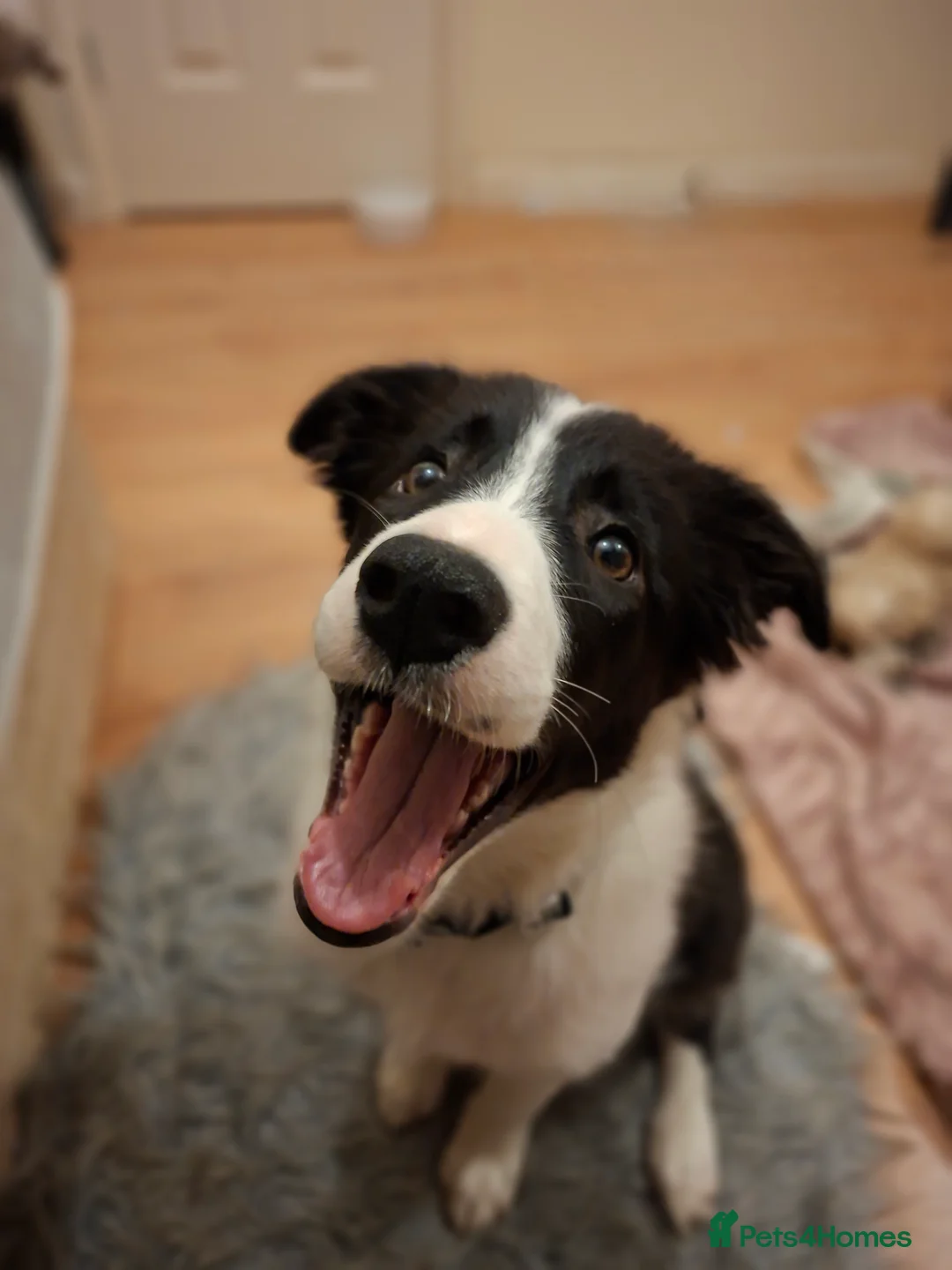 Border Collie dogs for sale: POPPY - Advert 4