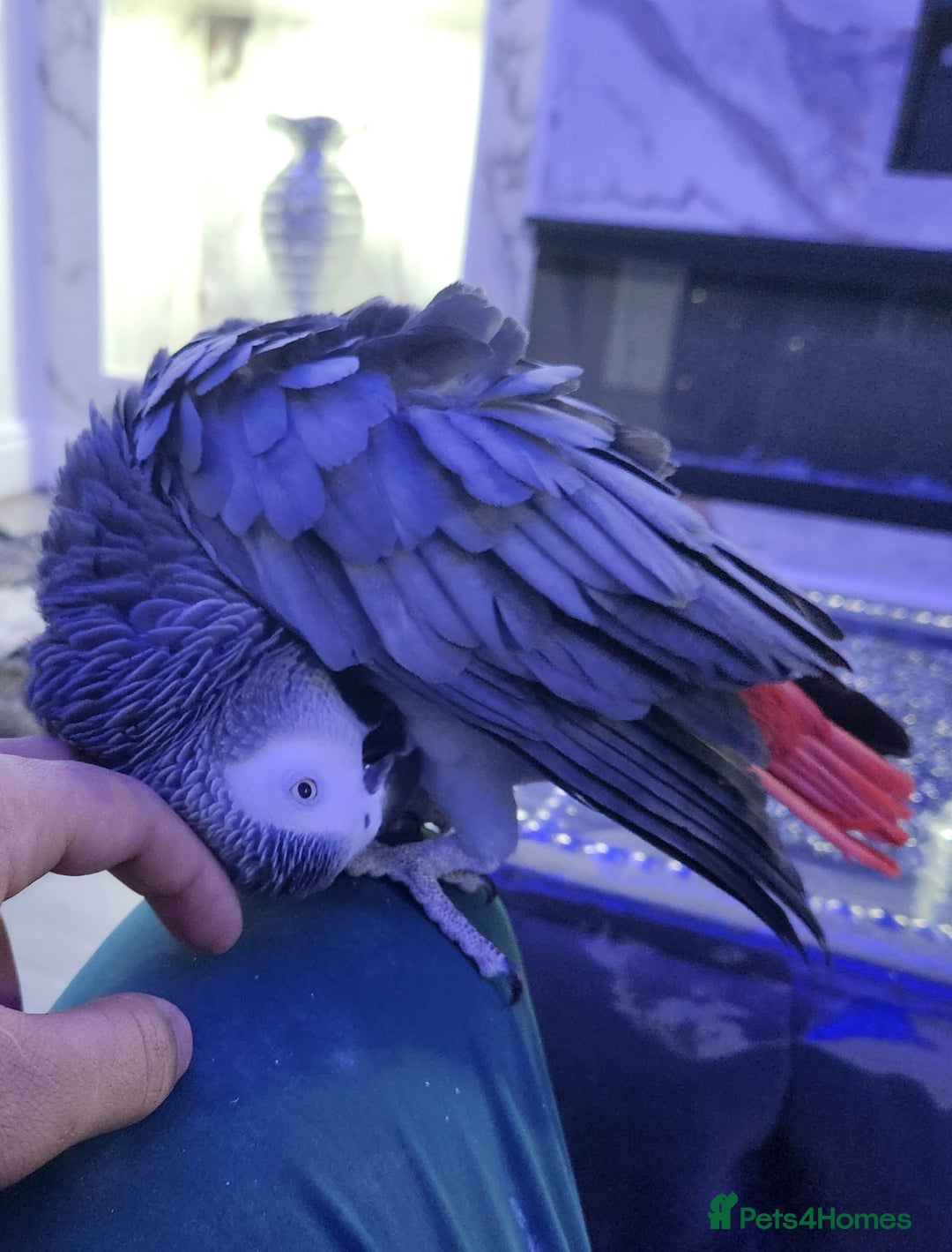 Budgerigars birds for sale: Super tame african grey  - Advert 1