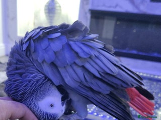 Budgerigars birds Super tame african grey - Advert 1