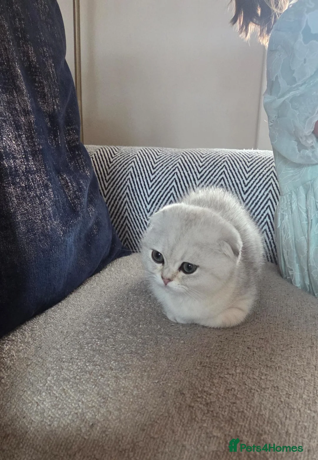Scottish Fold cats for sale: Scottish fold  in Bradford - Advert 2