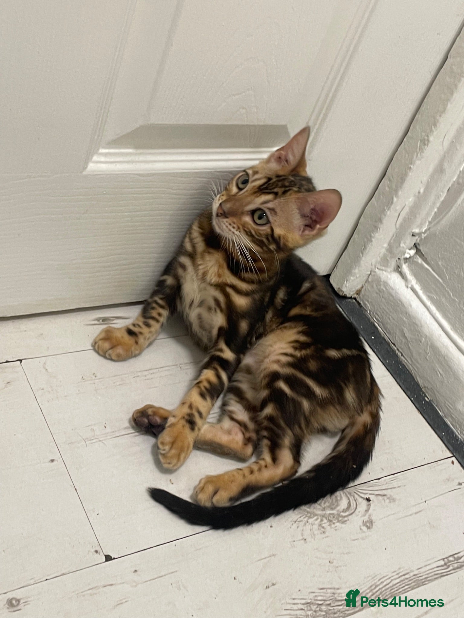 Bengal cats Bengal kittens  - Advert 2