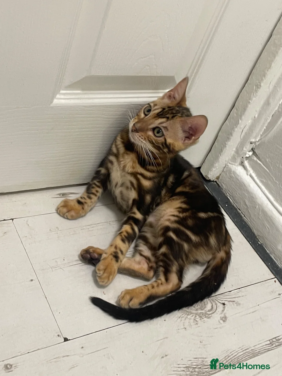 Bengal cats for sale: Bengal kittens  - Advert 2