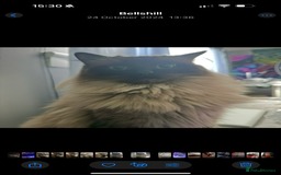 Ragdoll cats for sale: Mink Mother and Daughter pair  - Image 3