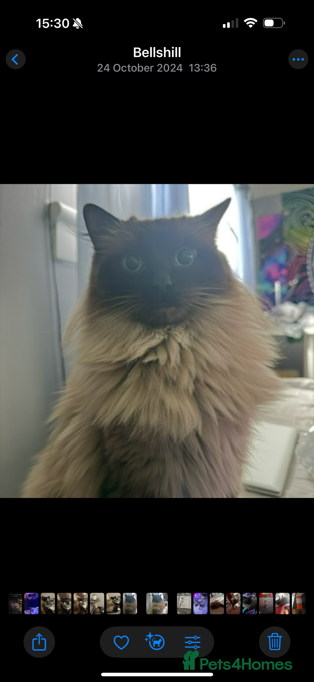 Ragdoll cats for sale: Mink Mother and Daughter pair  - Image 3
