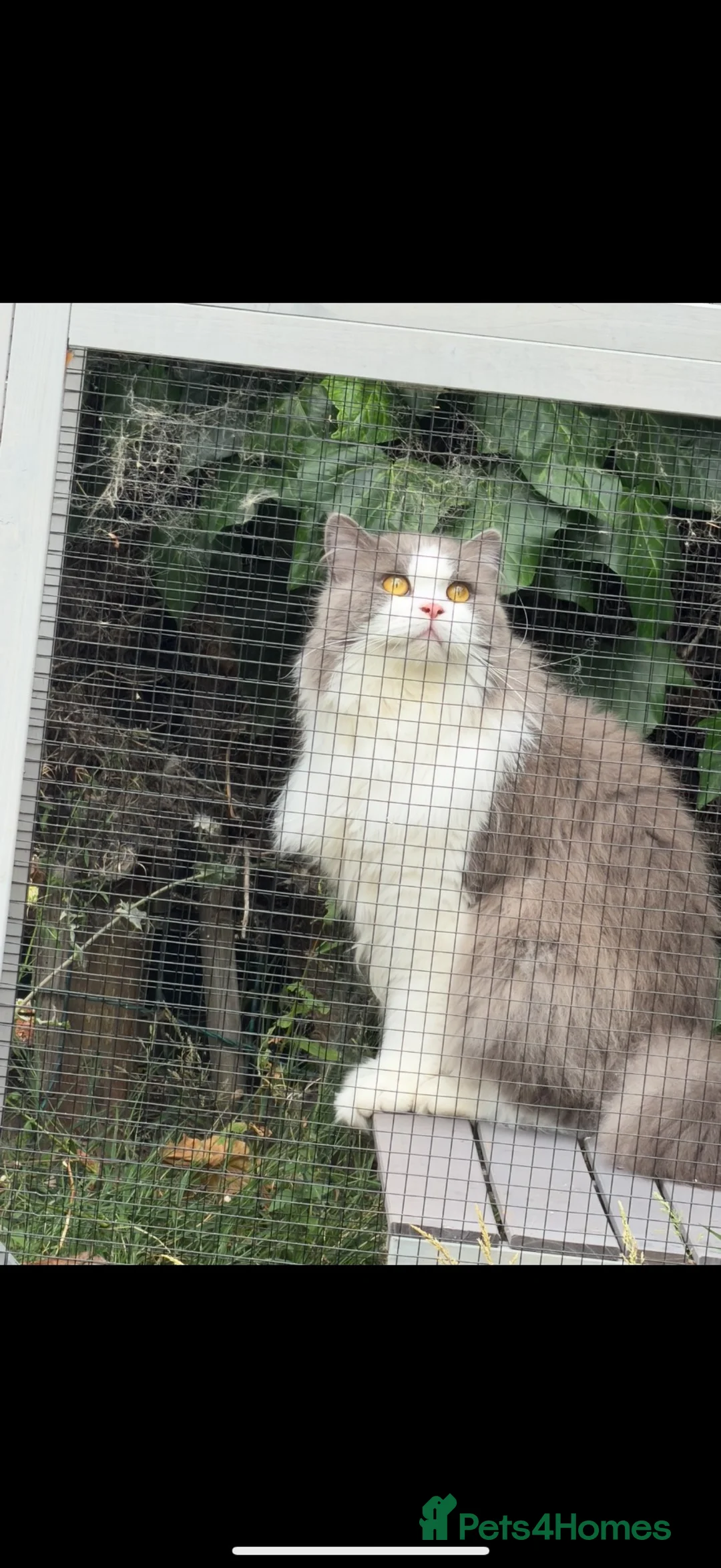British Longhair cats for sale: 2 lovely cats for sale  - Advert 6