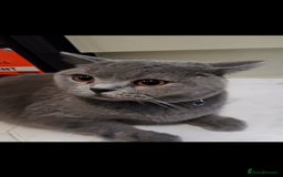 British Shorthair cats for sale: Female British short hair for sale - Image 8